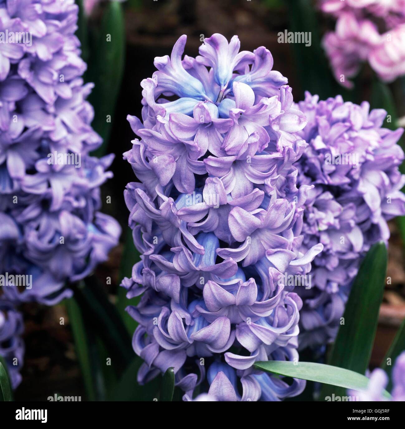 Hyacinthus orientalis - `Delft Blue'   BUL101021 Stock Photo